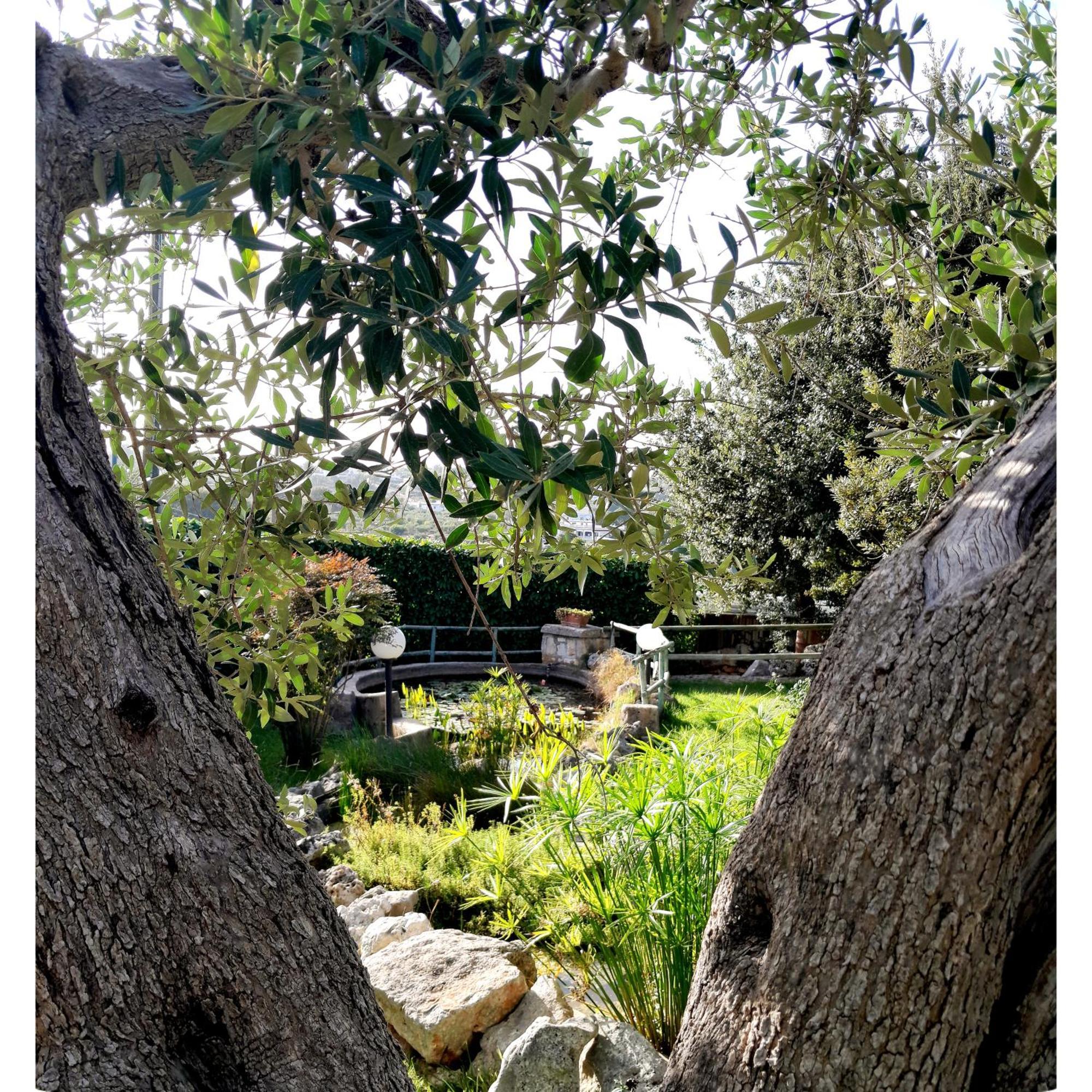 La Rosa Dei Trulli B&B Alberobello Exterior foto